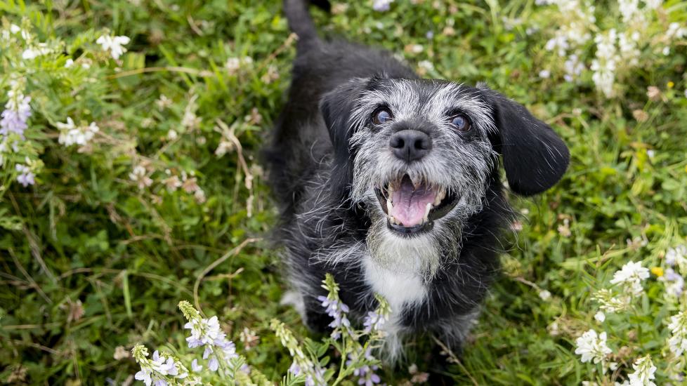 dog dementia; a senior dog stands in tall grass.